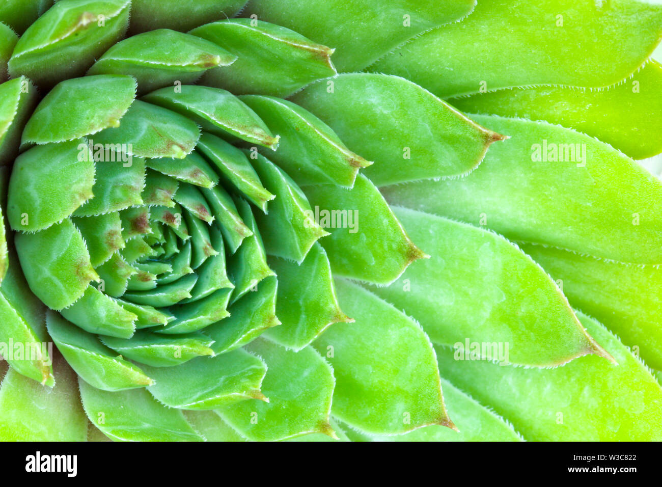 Close up dettaglio di un Sempervivum succulenta casa impianto di porro di fare una sintesi di sfondo floreale Foto Stock