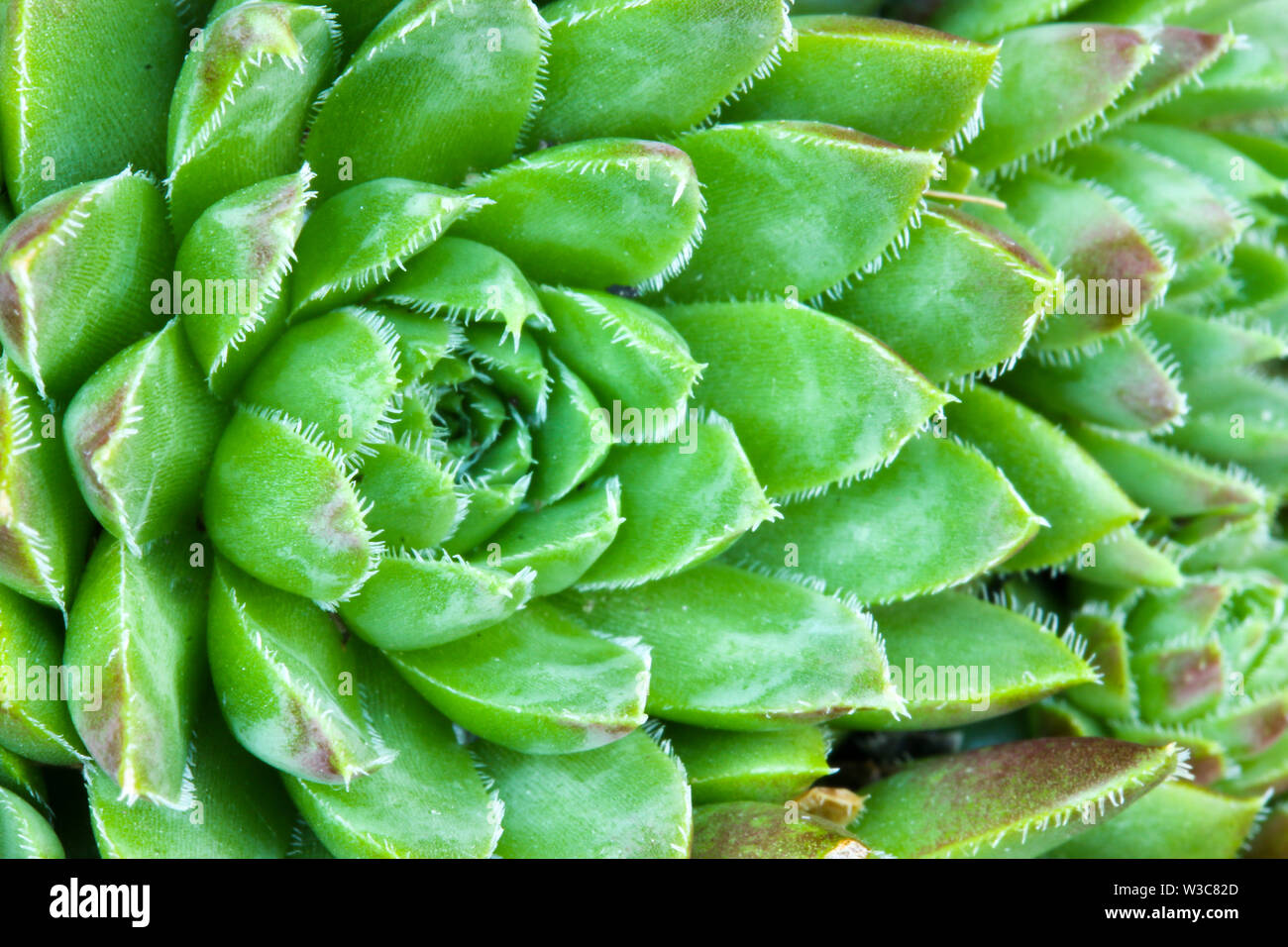 Close up dettaglio di un Sempervivum succulenta casa impianto di porro di fare una sintesi di sfondo floreale Foto Stock