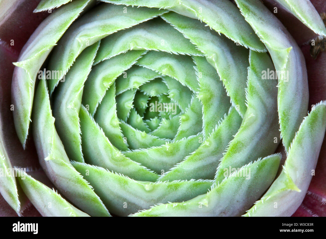 Close up dettaglio di un Sempervivum succulenta casa impianto di porro di fare una sintesi di sfondo floreale Foto Stock