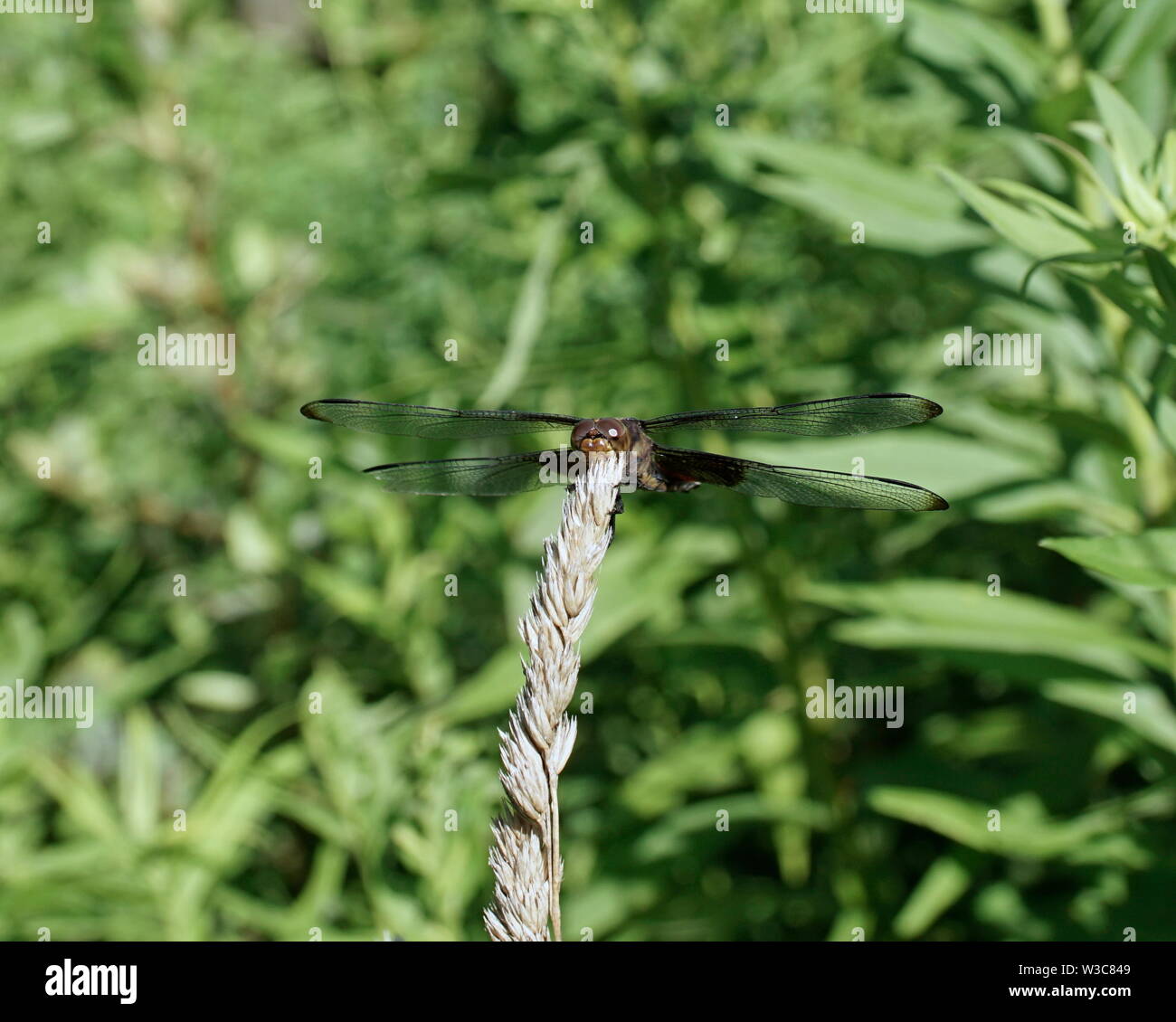 Bisacce nero dragonfly a riposo Foto Stock