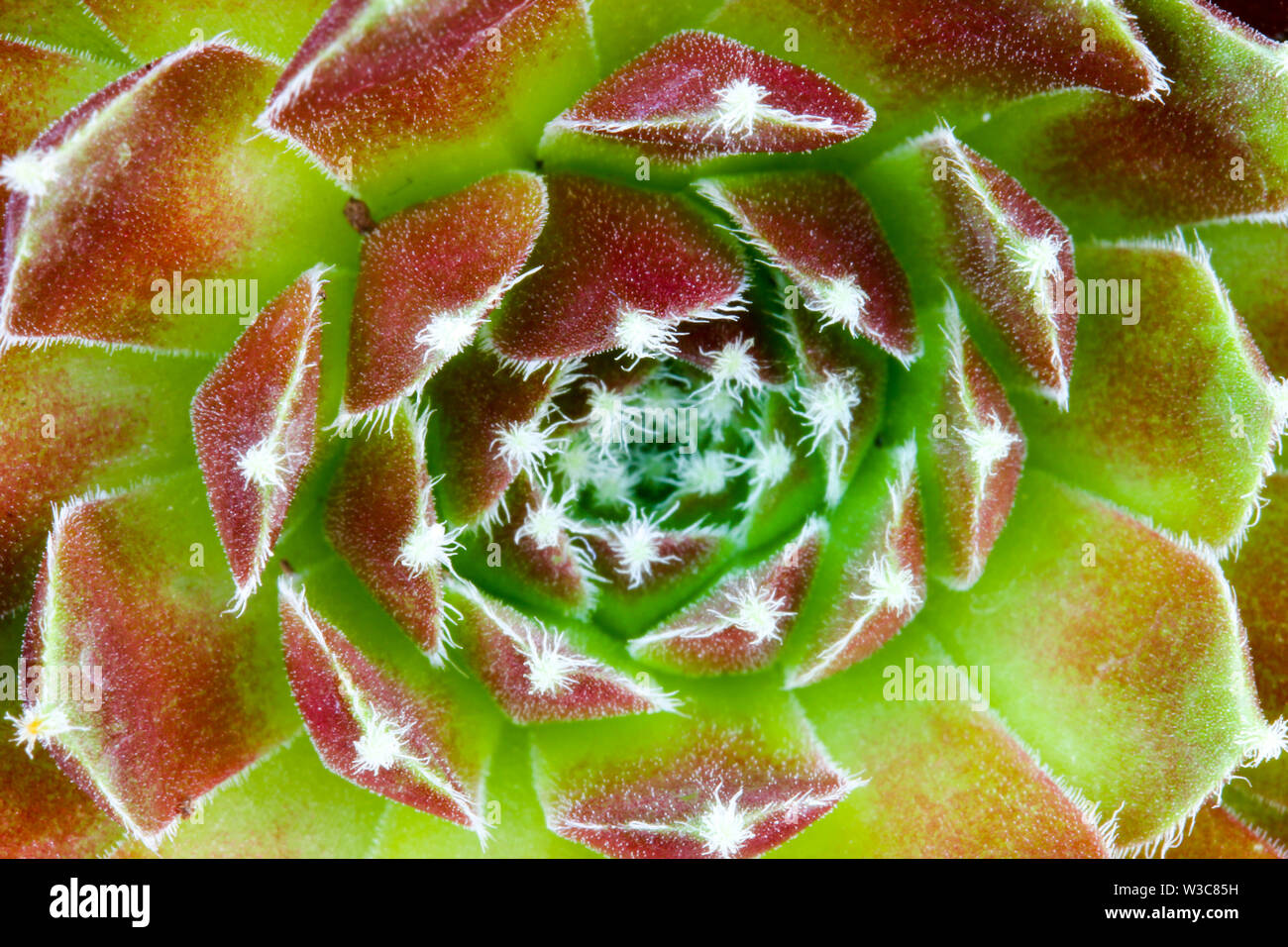 Close up dettaglio di un Sempervivum succulenta casa impianto di porro di fare una sintesi di sfondo floreale Foto Stock