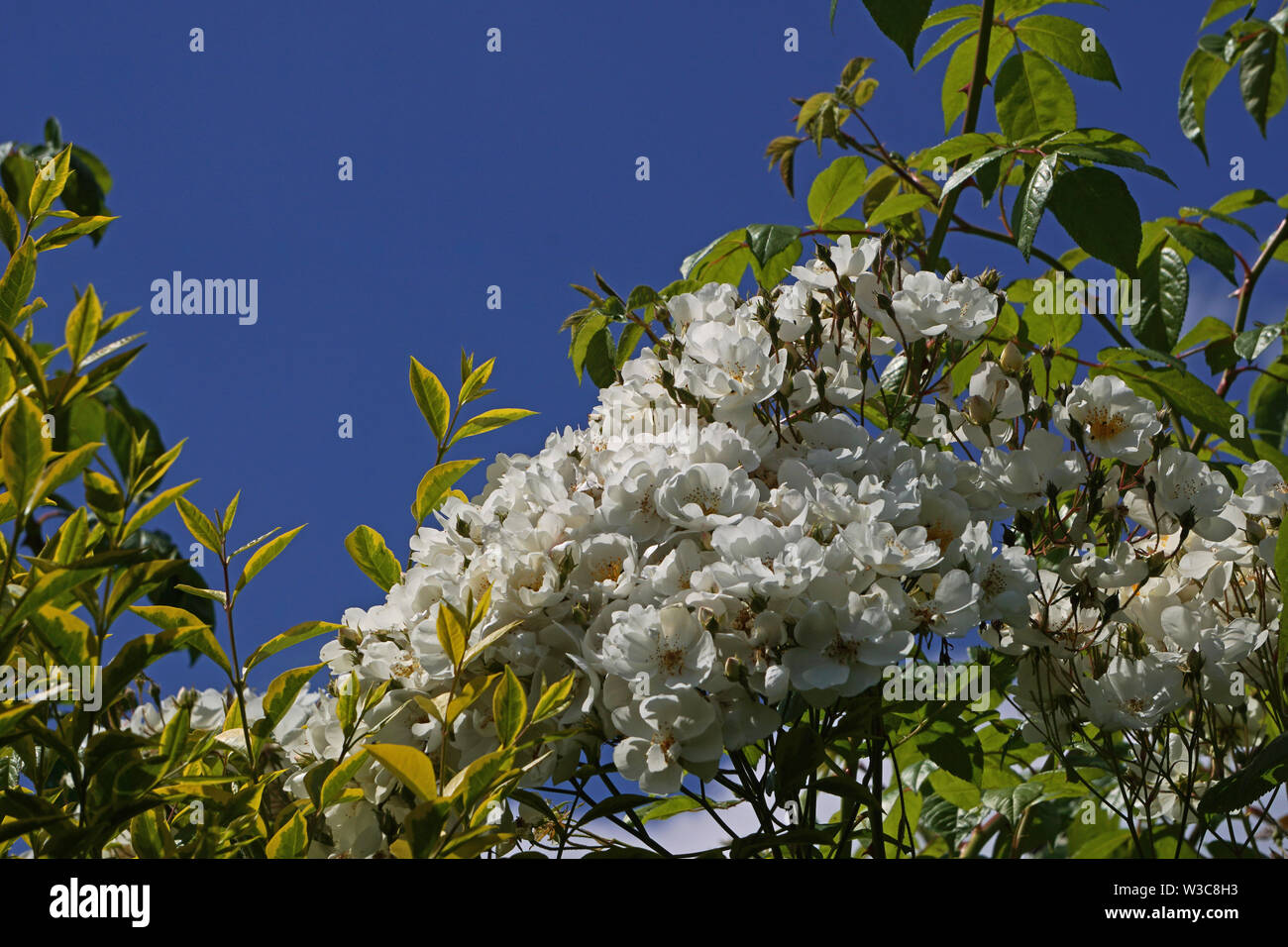 Rose bianche contro un cielo blu brillante su un giorno di estate Foto Stock