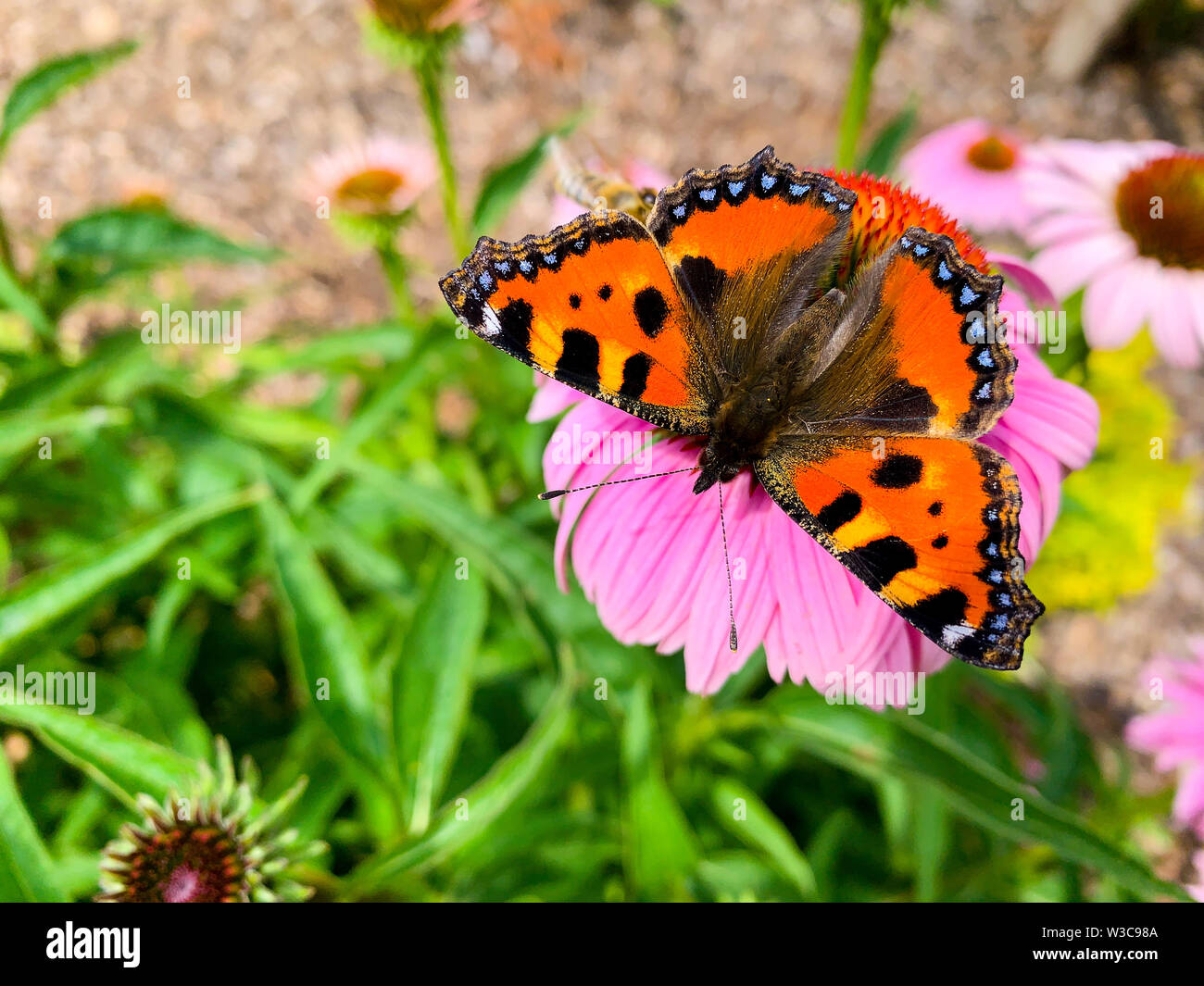 La piccola tartaruga (Aglais urticae) è un colorato Eurasian butterfly nella famiglia Nymphalidae. Foto Stock