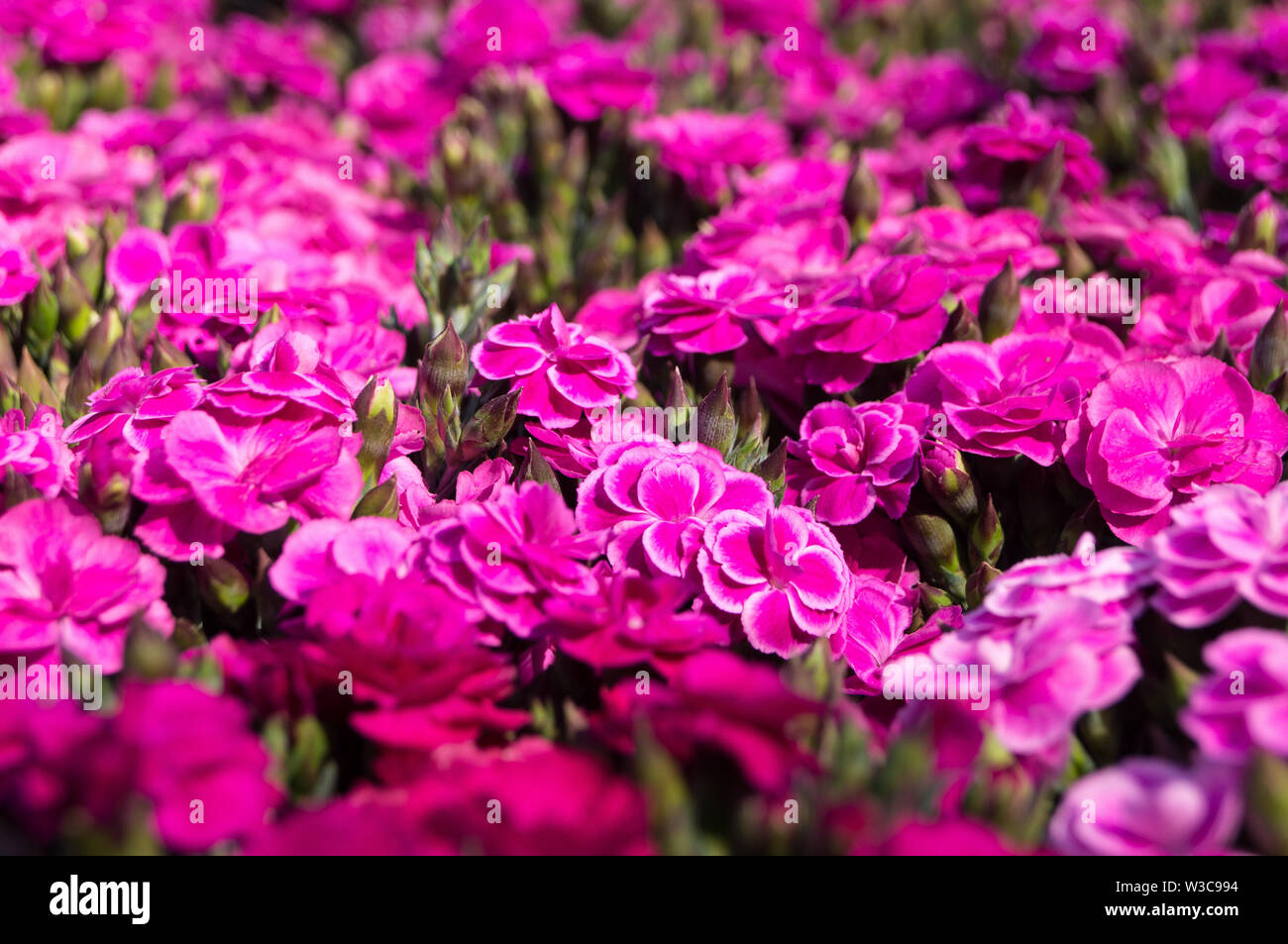 Vaso di piccoli garofani rosa Foto Stock