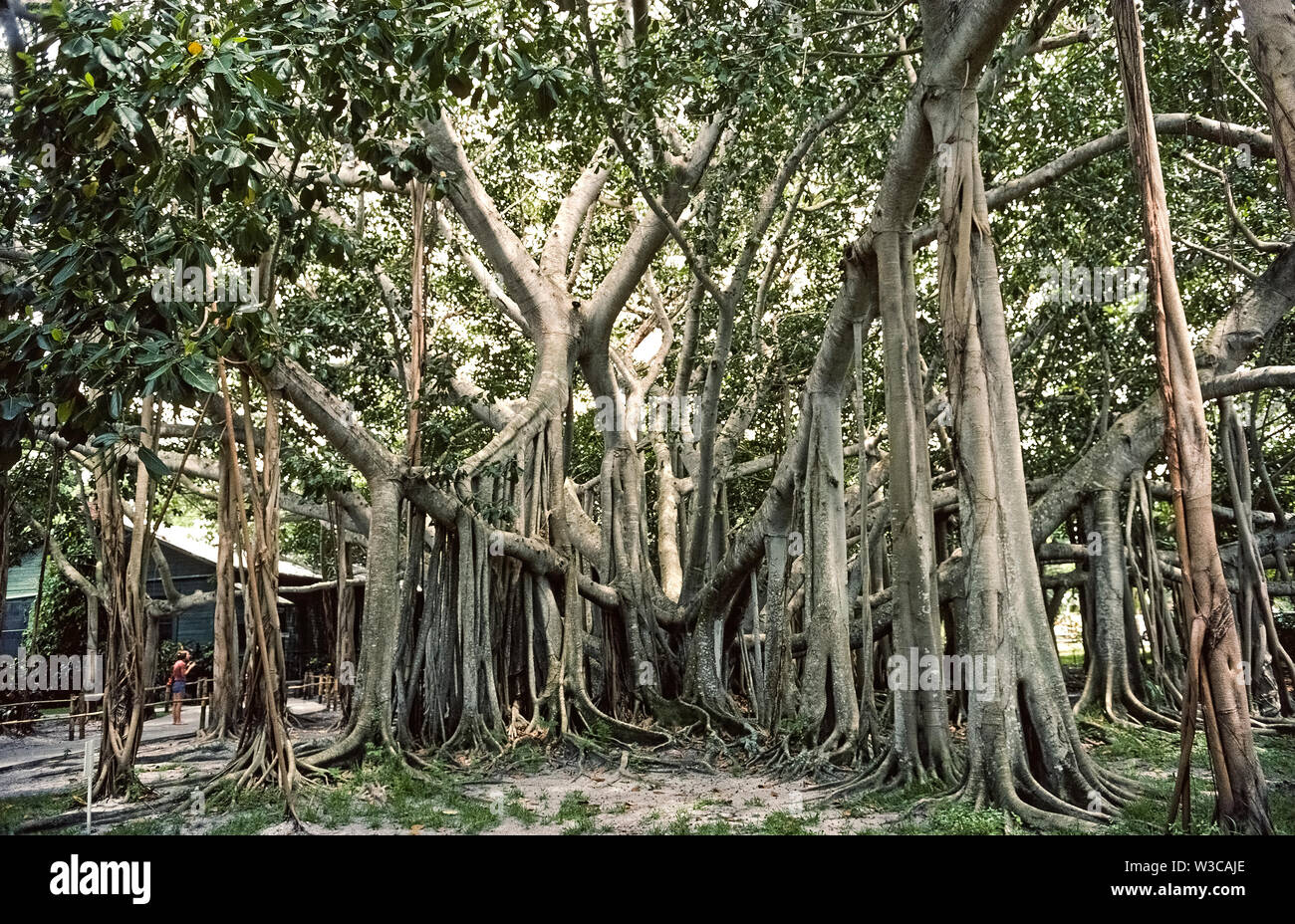 Questa enorme struttura banyan tree (Ficus benghalensis) era soltanto di 4 piedi (1,2 metri) alta quando piantato nel 1925 dal celebre inventore americano Thomas Alva Edison al suo inverno estate in Fort Myers, Florida, Stati Uniti d'America. Nativo di India e di un membro della famiglia di figura, è stato il primo banyan tree piantato negli Stati Uniti continentali. Nel corso degli anni le radici aeree sono cresciuti in giù dalla sua rami per espandere l'area coperta dalla struttura ad albero per più di 1 acro (0,41 ettari). Il Banyan è una funzione di vasti giardini botanici che sono parte di Edison, 1880 home inverno e laboratorio aperto tutto l'anno per i visitatori. Foto Stock