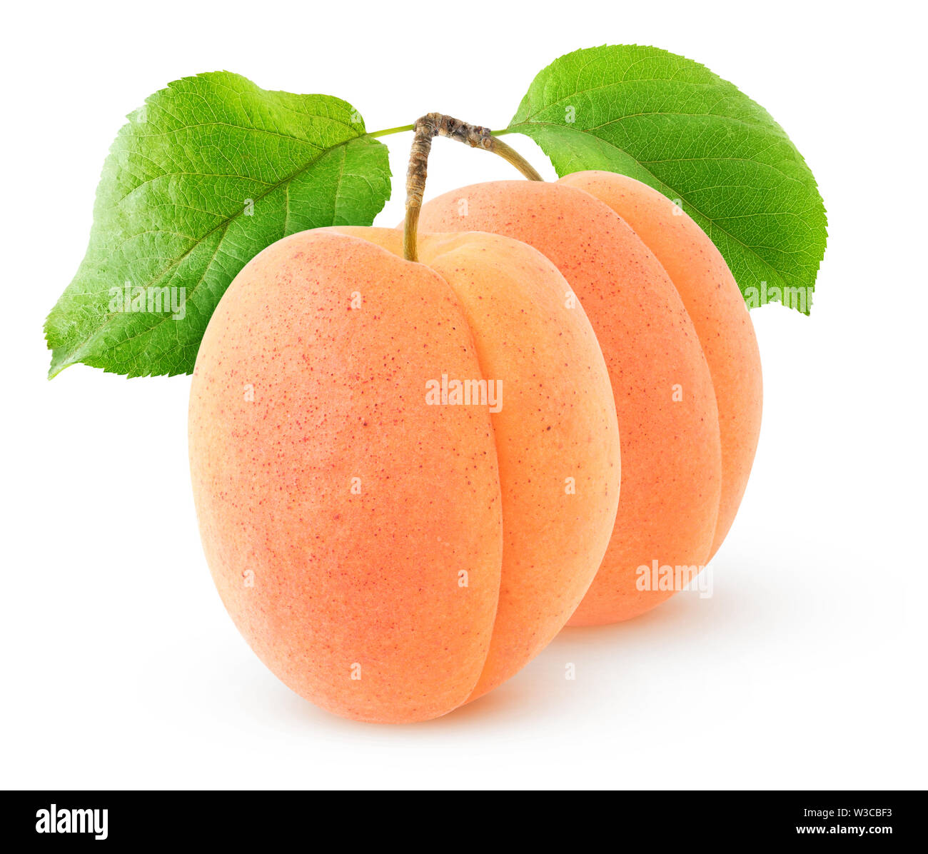 Isolate le albicocche. Due frutti di albicocca su un ramo con foglie isoated su sfondo bianco con tracciato di ritaglio Foto Stock