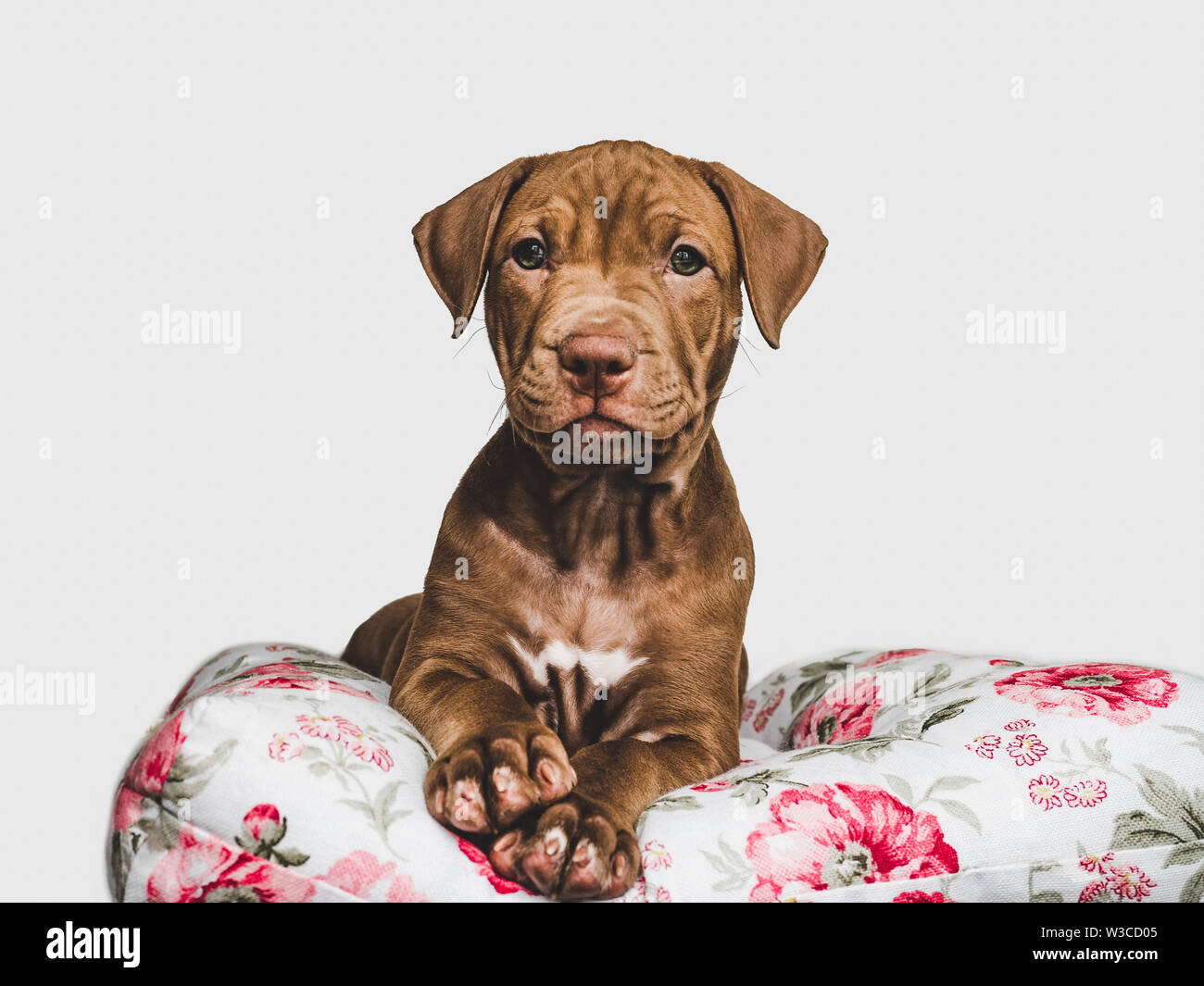 Grazioso cucciolo, sdraiato su un cuscino bianco Foto Stock