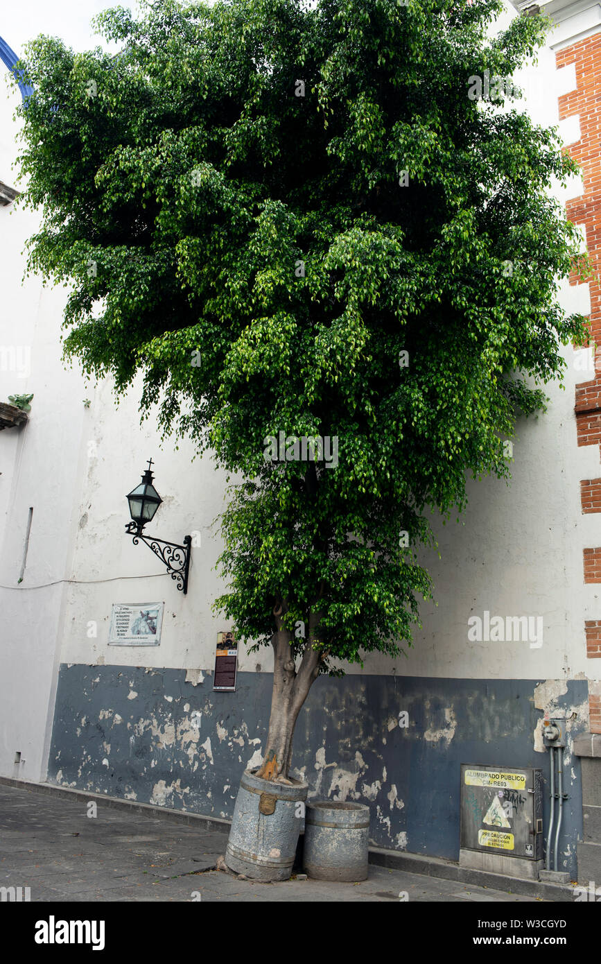 Quando una pianta in vaso è cresciuto in un grande albero. Dettagli rustici in centro a Puebla, sito Patrimonio Mondiale dell'UNESCO. Puebla de Zaragoza, Messico. Giu 2019 Foto Stock