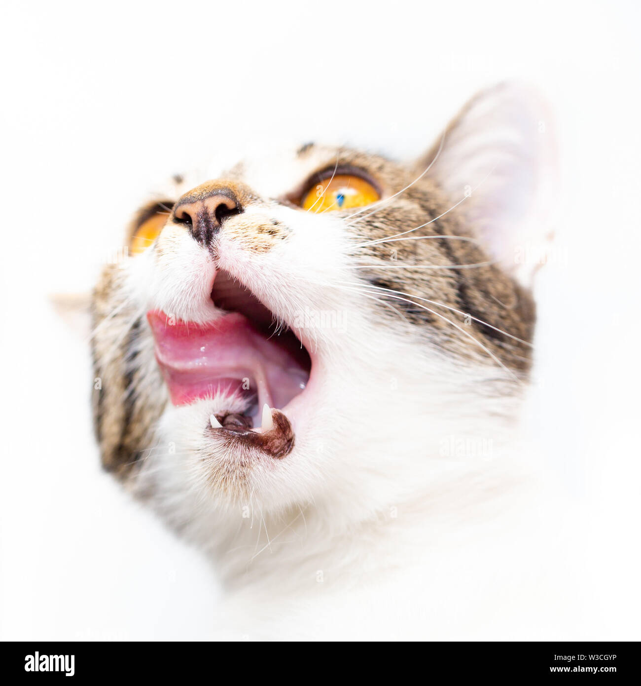Il gatto lambisce la sua linguetta bocca spalancata e guarda in alto a sinistra. Foto Stock