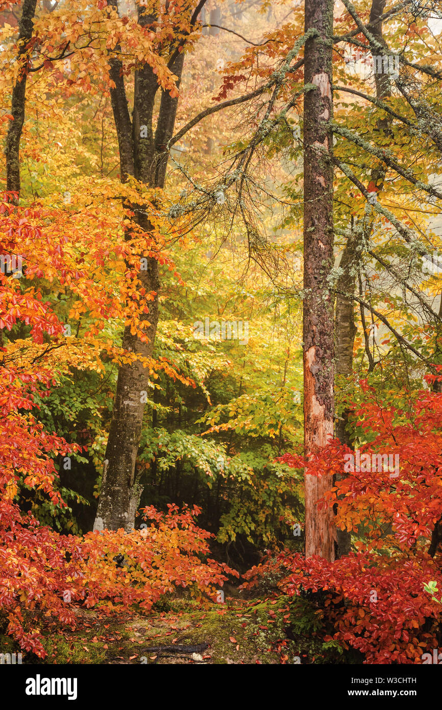 Colorato scenario di una foresta di faggio in autunno. vivace sfondo del fogliame umido dopo la pioggia Foto Stock