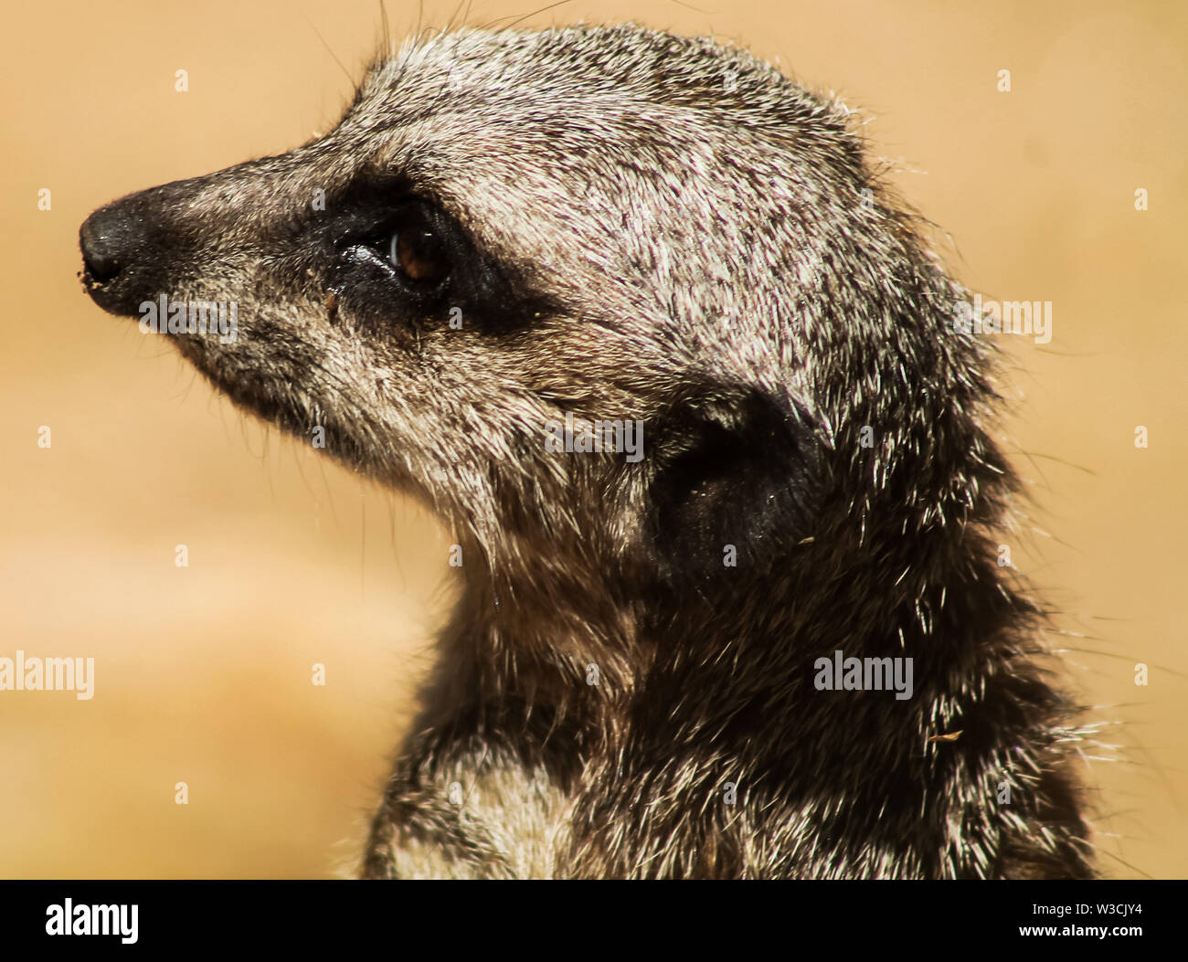 Meerkat Foto Stock