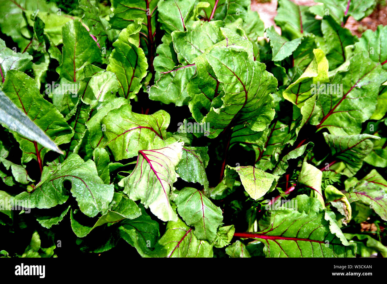 Colorata in verde con venature rosse barbabietole tops a foglia verde Foto Stock