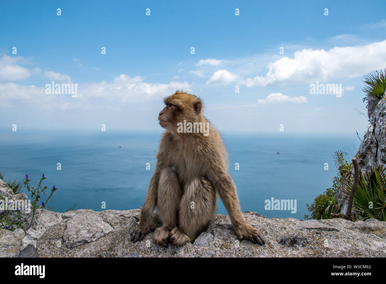 Una Barberia macaco scimmia dalla Rocca di Gibilterra e la sola popolazione selvatica di scimmie sul continente. Foto Stock