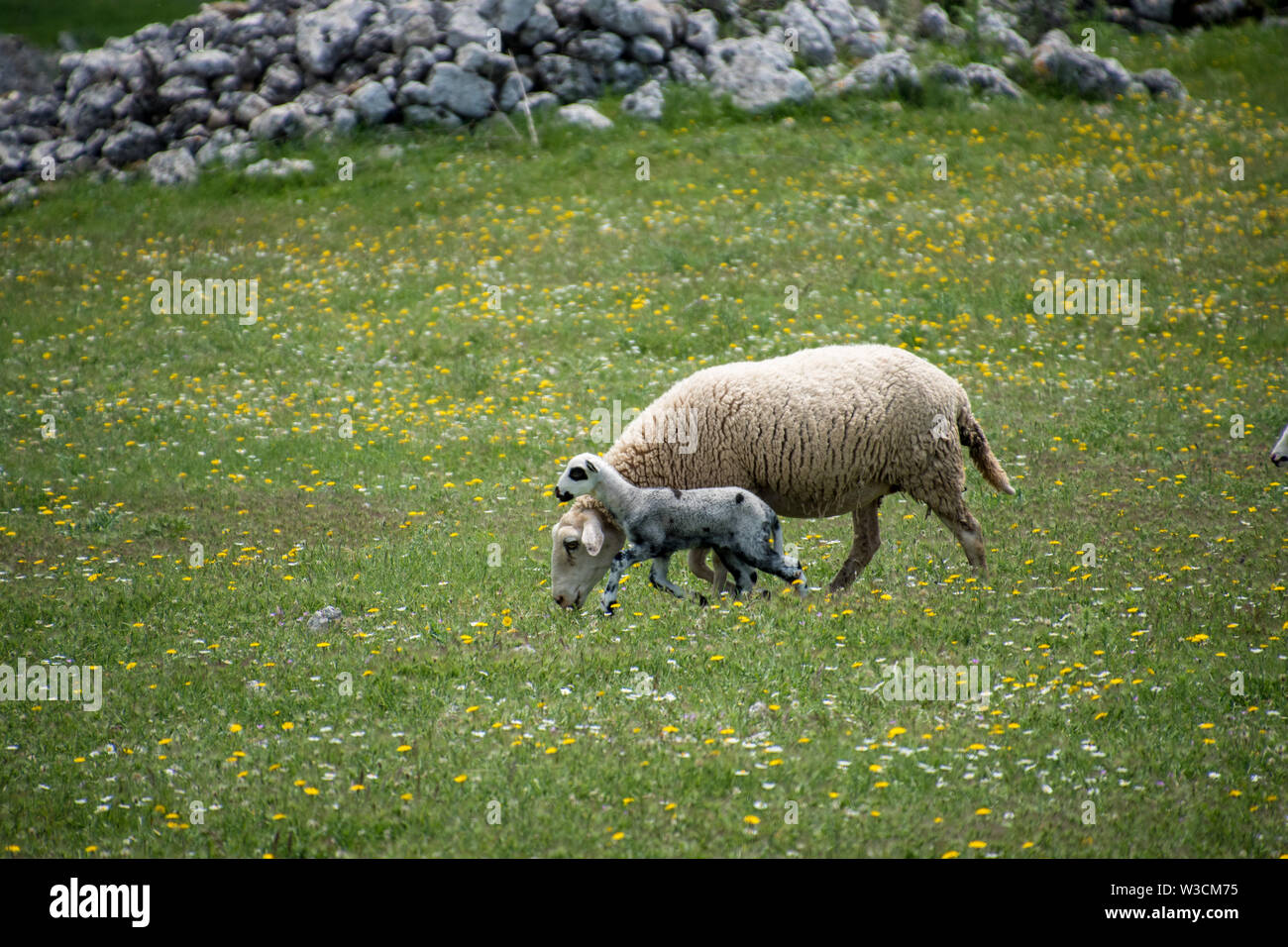 Una madre pecora con il suo ragazzo in un lussureggiante campo verde Foto Stock