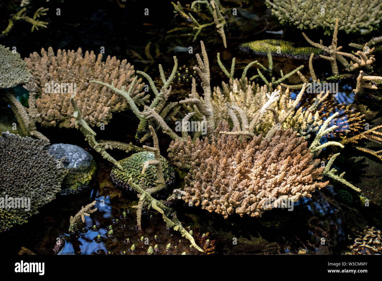 Sun imbianchiti coral da un clima tropicale Foto Stock