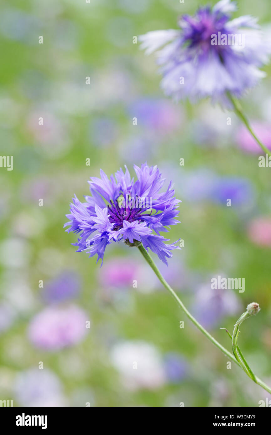 Centaurea cyanus fioritura in un prato di fiori selvaggi. Foto Stock