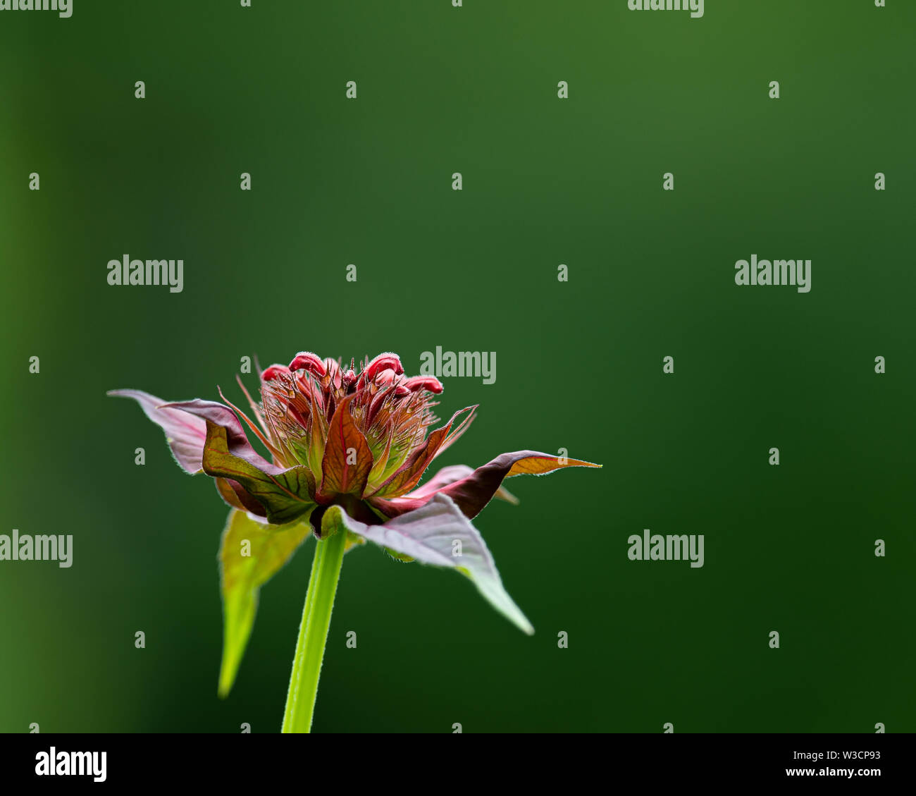 Un fiore Monarda apertura in un giardino in speculatore, NY USA con una profonda ombra verde dello sfondo. Foto Stock