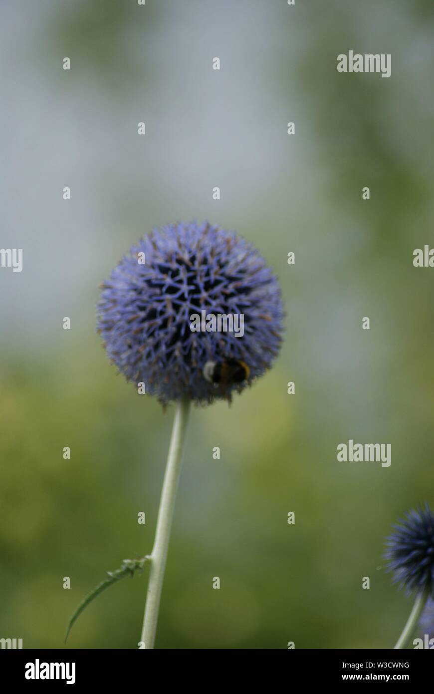 Giardino di fiori di stagione estiva in Germania Foto Stock