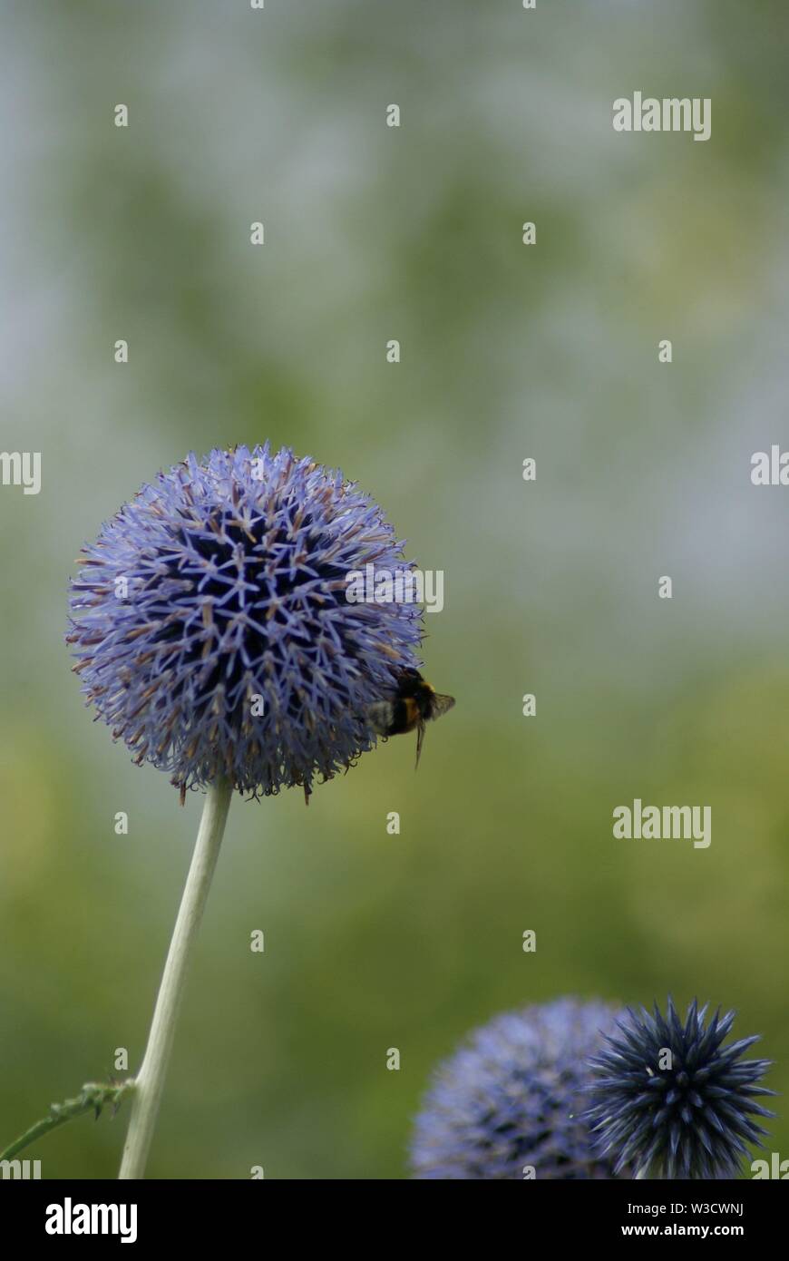 Giardino di fiori di stagione estiva in Germania Foto Stock