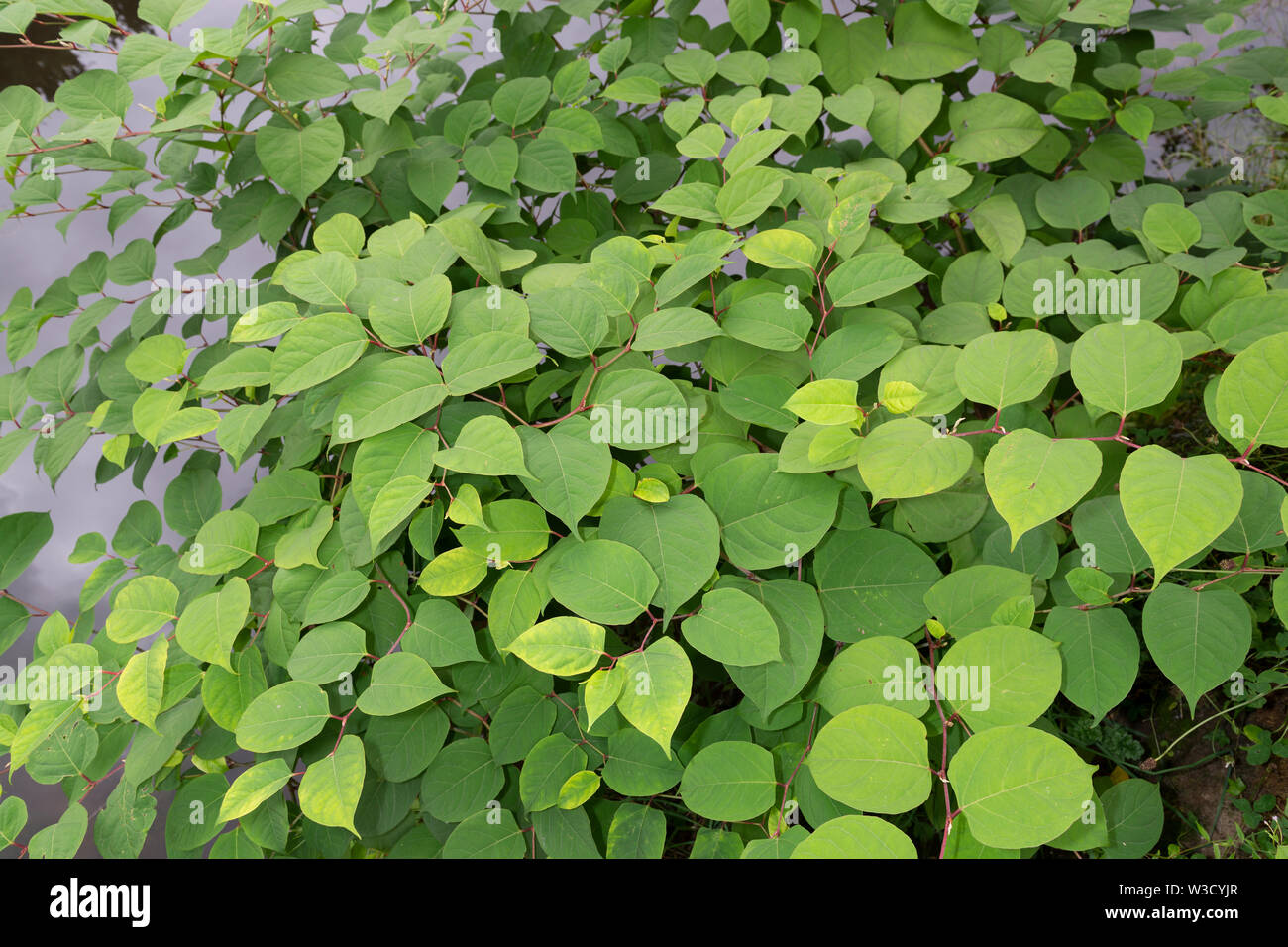 La pianta invasiva specifica knotweed giapponese (Reynoutria japonica, Fallopia japonica o Polygonum cuspidatum) cresce accanto a un argine del fiume. Foto Stock