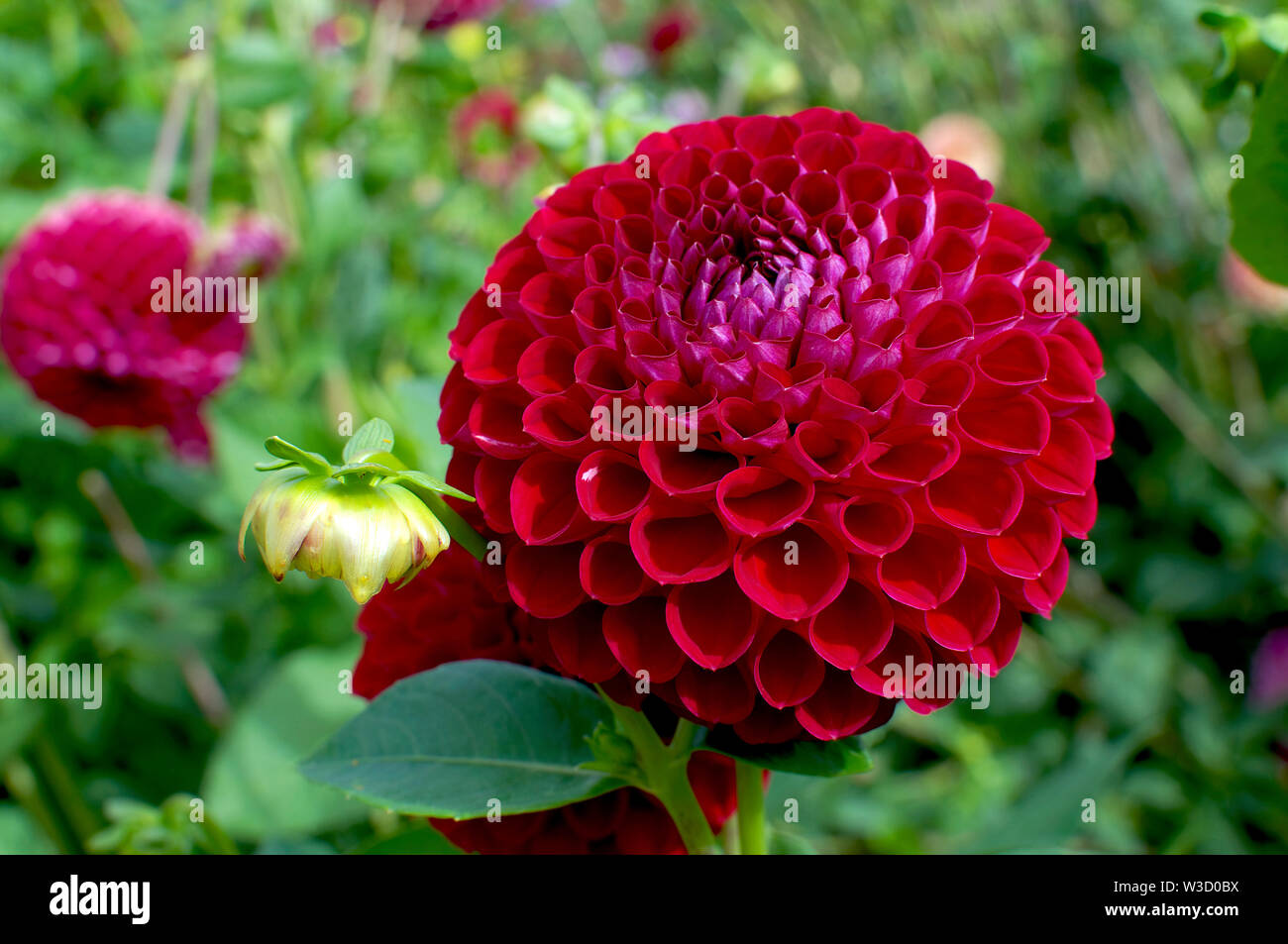 Un primo piano di un rosso a forma di sfera Dahlia chiamato Ken è scelta. Foto Stock