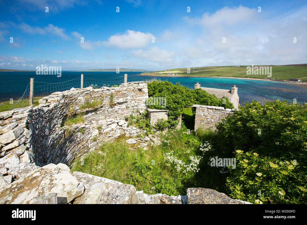 Un Broch affacciato sulla diga di Hoxa, South Ronaldsay, Orkney Islands, Scozia, con un tradizionale fieno prato pieno di renoncules. Foto Stock