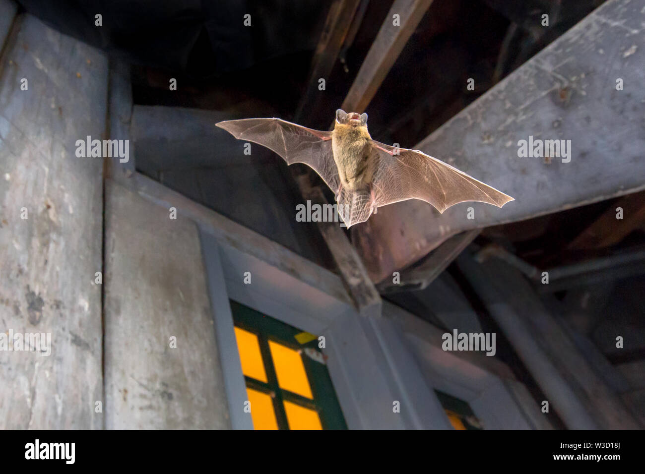 Flying Pipistrelle bat (Pipistrellus pipistrellus) Azione girato di caccia animale sull attico in legno della chiesa della città. Questa specie è sapere per sono ' appollaiati e Foto Stock