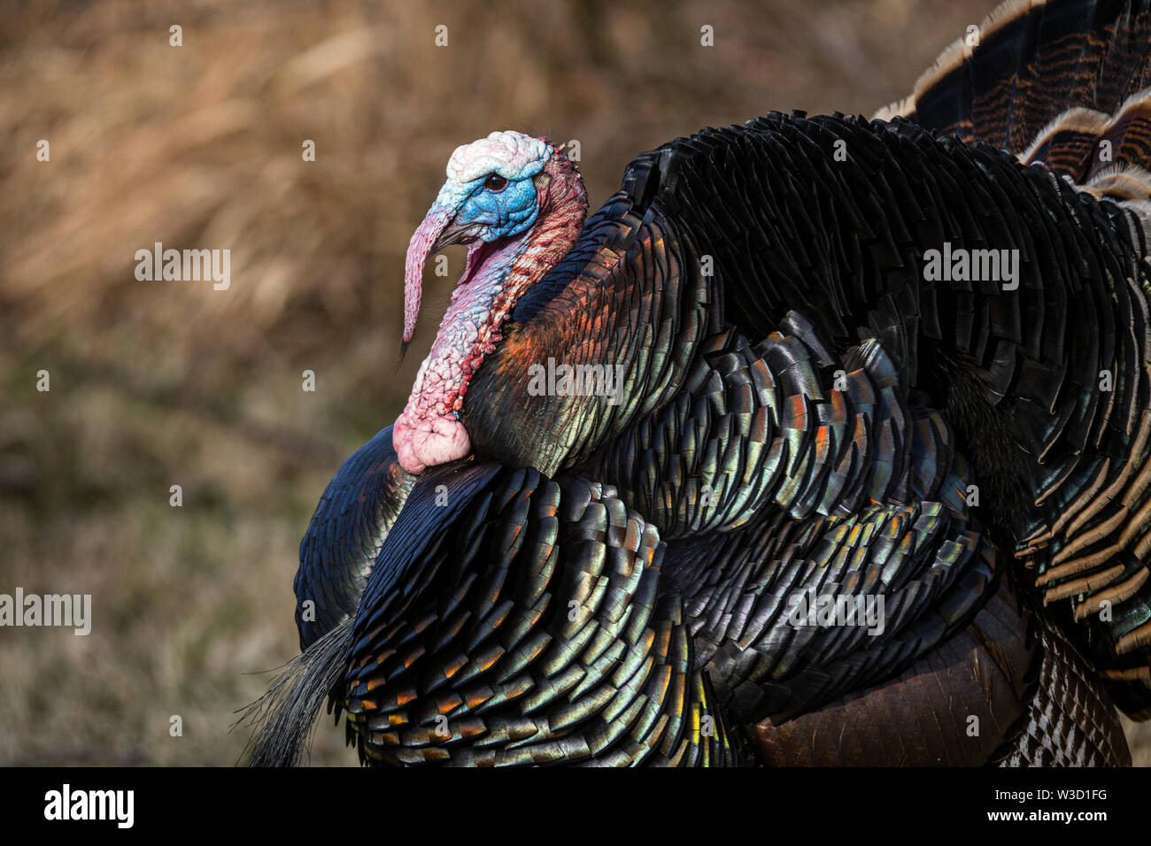 La Turchia maschio viene visualizzato per le galline. Foto Stock