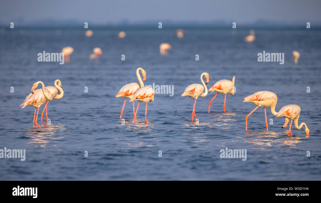 Gruppo di Flamingo (Phoenicopterus roseus) alimentazione di uccelli in acqua poco profonda di Camarque riserva naturale, Cote D'Azur, in Francia meridionale Foto Stock