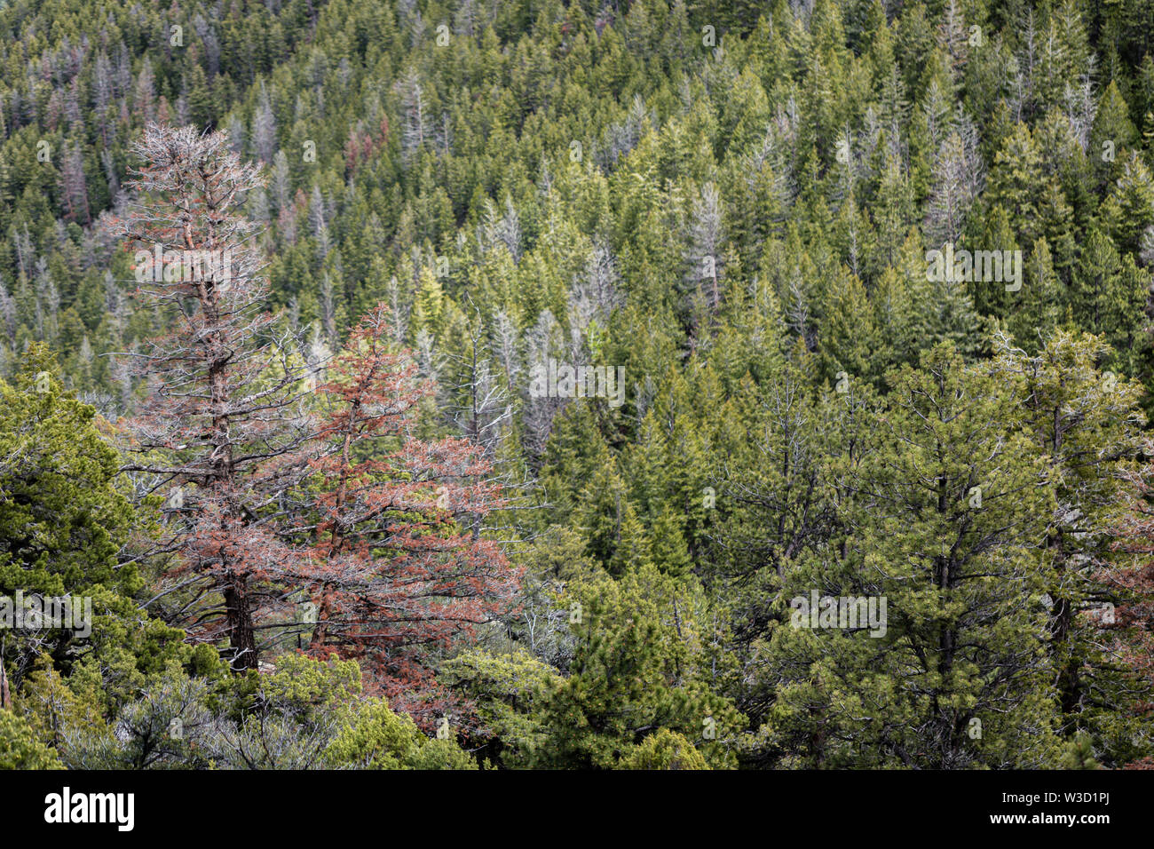Il bostrico uccide gli alberi di conifere in Uinta Mountains of Utah. Foto Stock