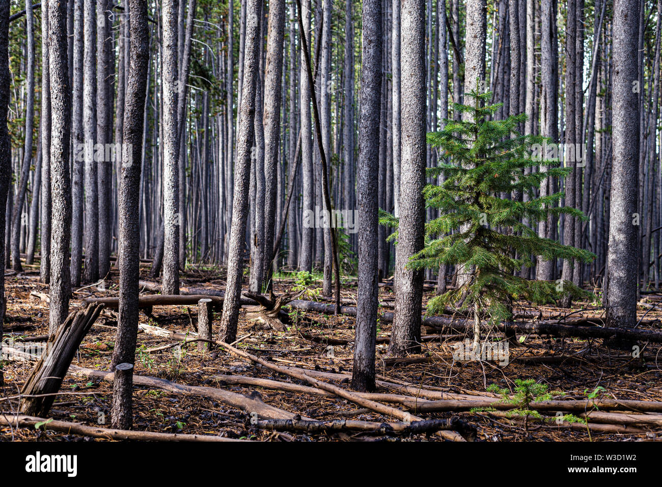 La nuova crescita in un lodgepole pine forest, Uinta Mountains, Utah Foto Stock