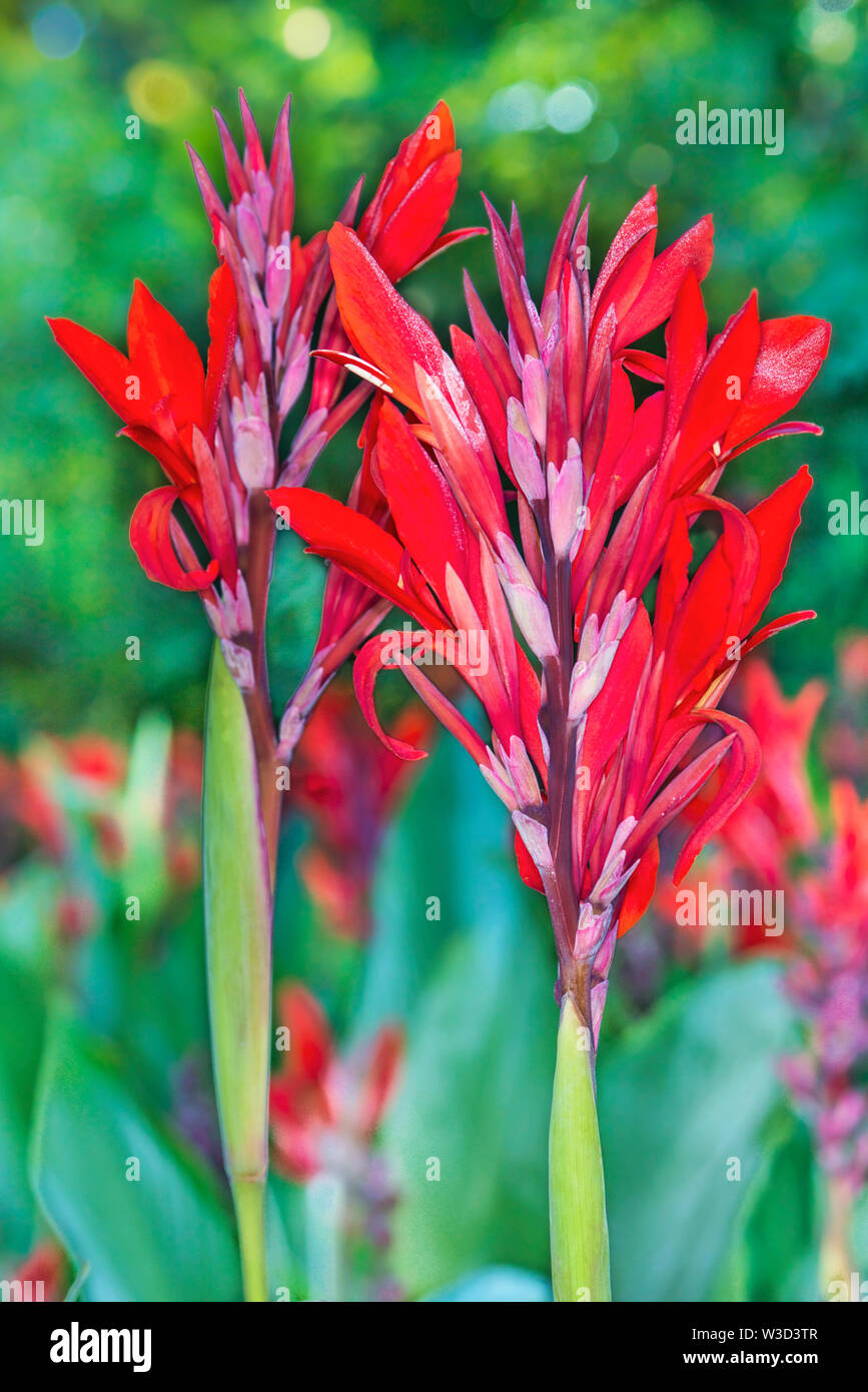 Fiore di Cannes (lat. Canna) al sole nel giardino estivo. Foto Stock