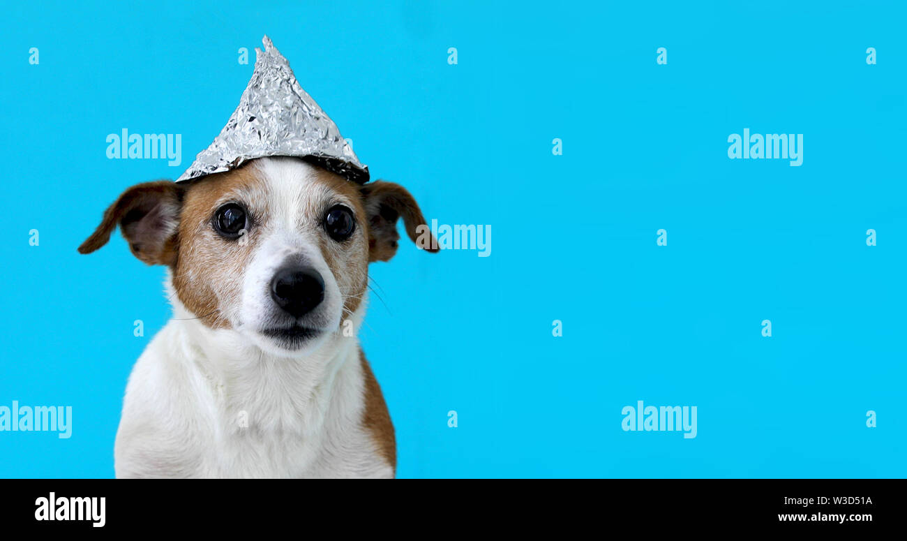 Paura cane in una lamina hat Foto Stock