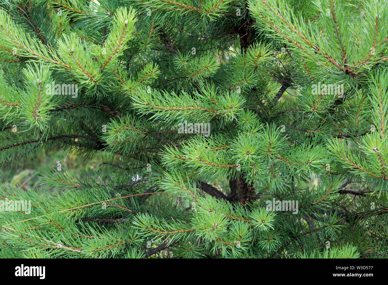 Rami di pino in foresta closeup Foto Stock