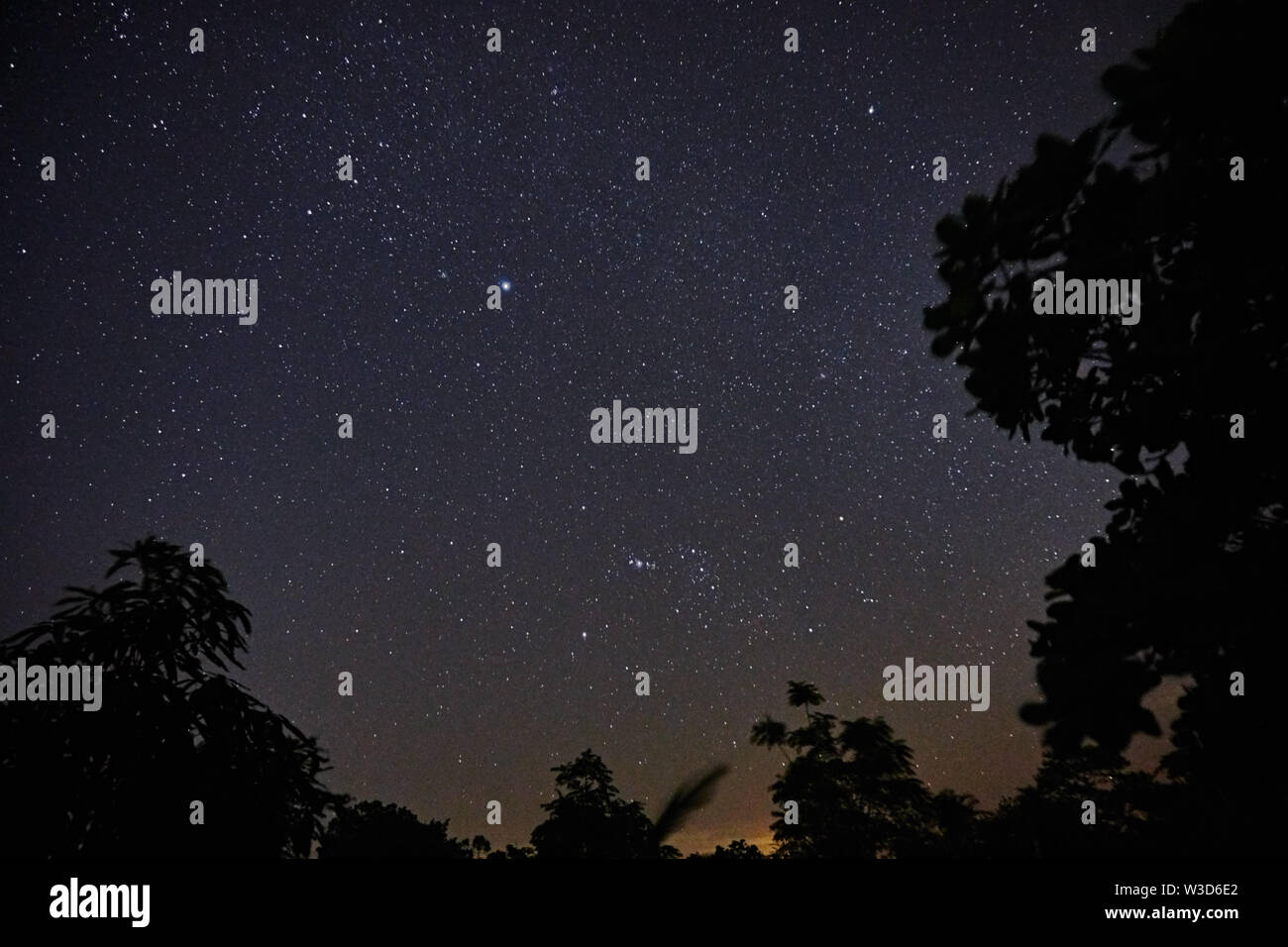 Stellato cielo blu con alberi sagome Foto Stock