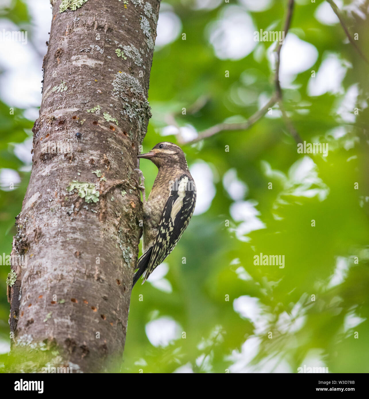 Immaturo a becco giallo sapsucker sorseggiando sap da un albero in Wisconsin settentrionale. Foto Stock