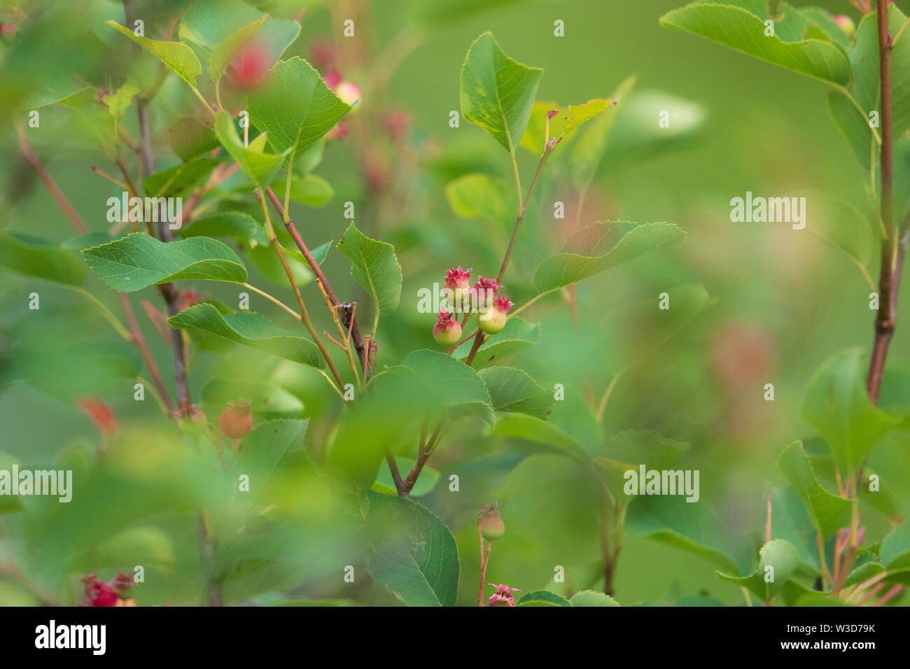Juneberry crescendo in Wisconsin settentrionale. Foto Stock