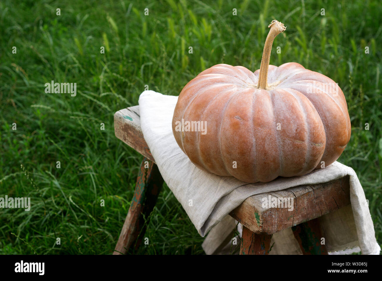 Zucca matura su una panca in legno su uno sfondo di erba verde. Foto Stock
