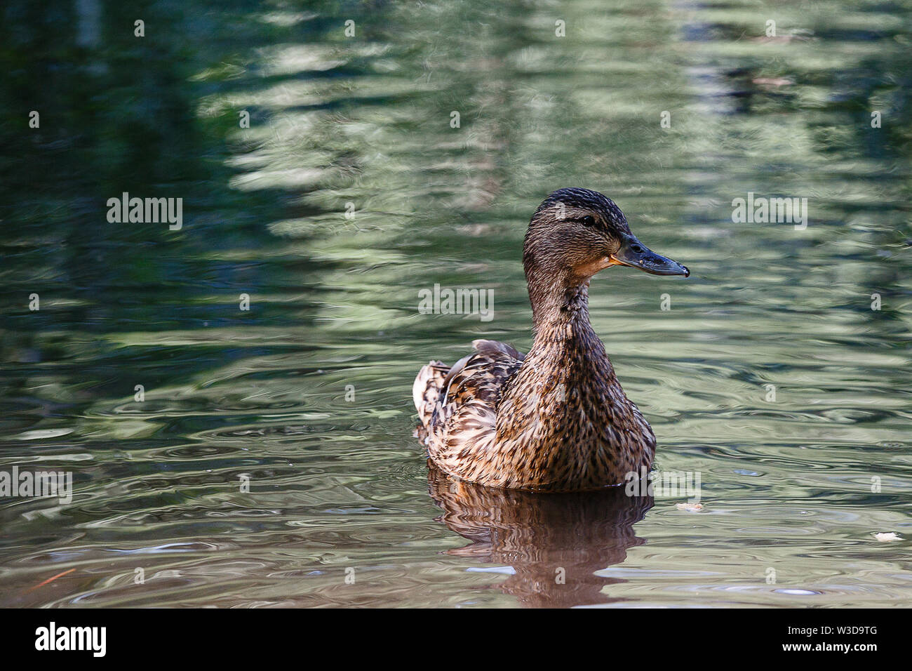 Una papera in uno stagno, con onde sulla superficie dell'acqua. Foto Stock