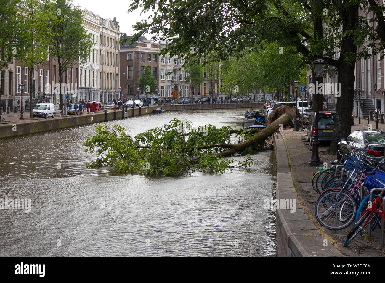 Amsterdam, Olanda - Giugno 09, 2019: soffiata albero nel canale dopo un forte temporale Foto Stock