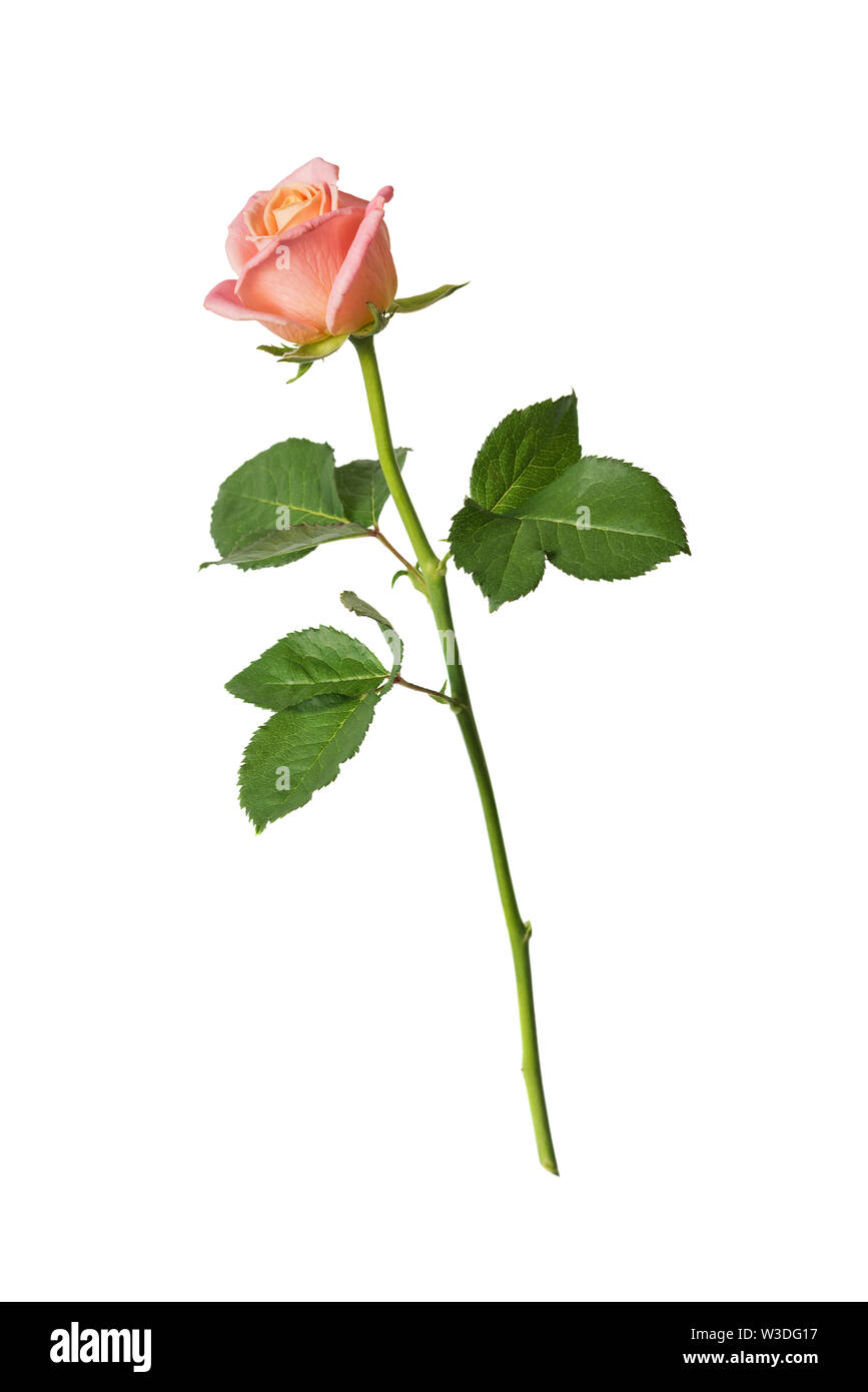 Una rosa rosa su un lungo peduncolo con foglie verdi, isolata su uno sfondo  bianco, vista laterale Foto stock - Alamy