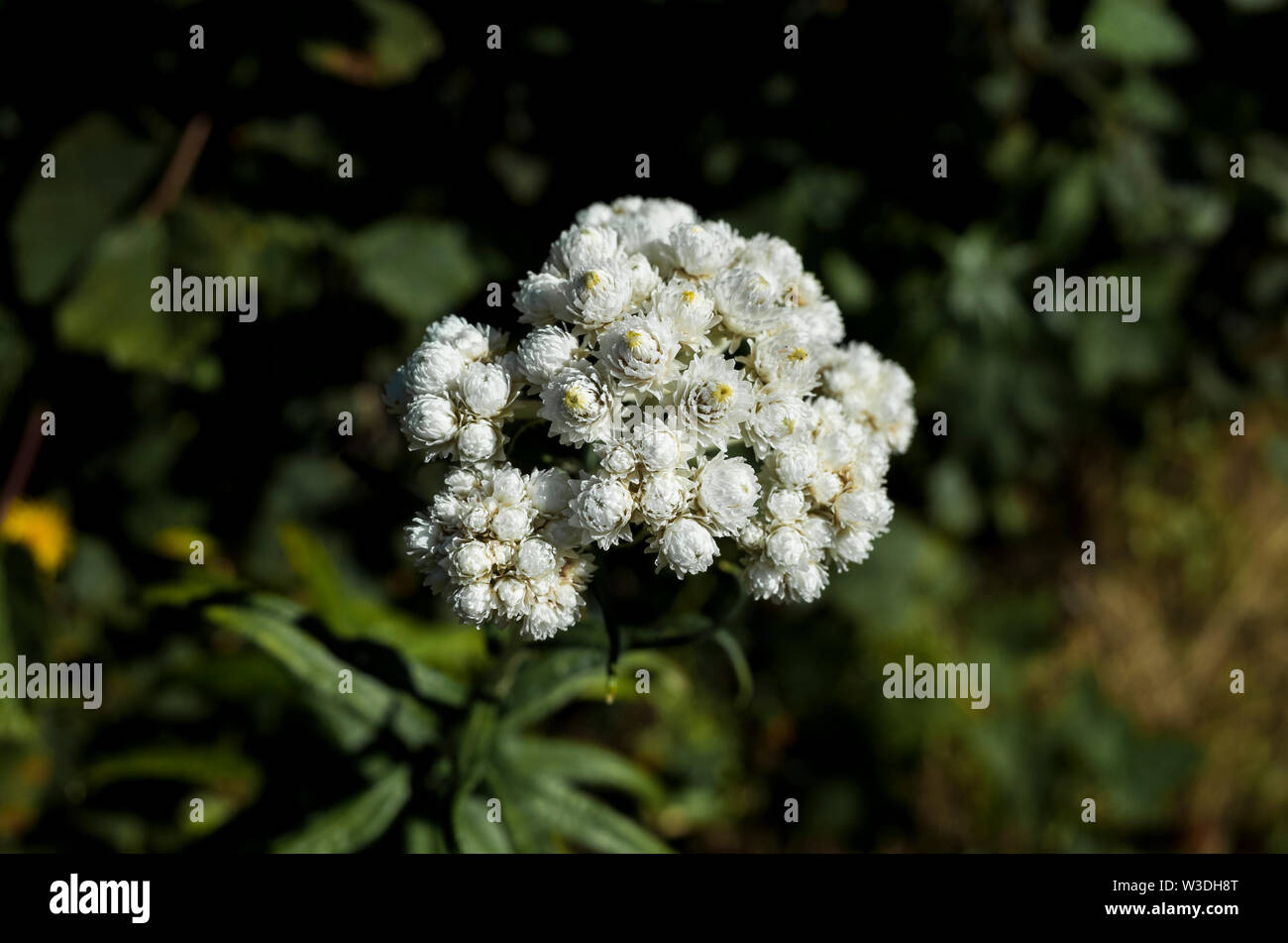 Close up di piccoli e bianchi bellissimi fiori selvatici Foto Stock