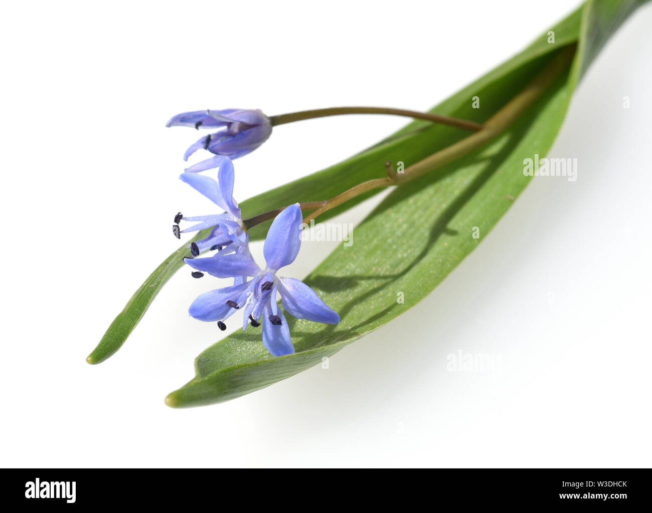 Blaustern, Scilla bifolia, Foto Stock