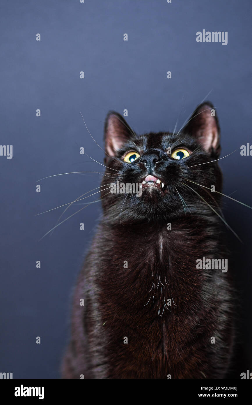 Domestico gatto nero guarda con la lingua di fuori con gli occhi verdi Foto Stock