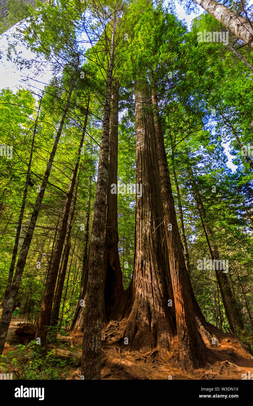 Il maestoso coast redwood trees (Sequoia sempervirens) raggiungere fino al cielo nel Lady Bird Johnson Grove nel Parco Nazionale di Redwood, Orick, CA, Stati Uniti d'America. Foto Stock