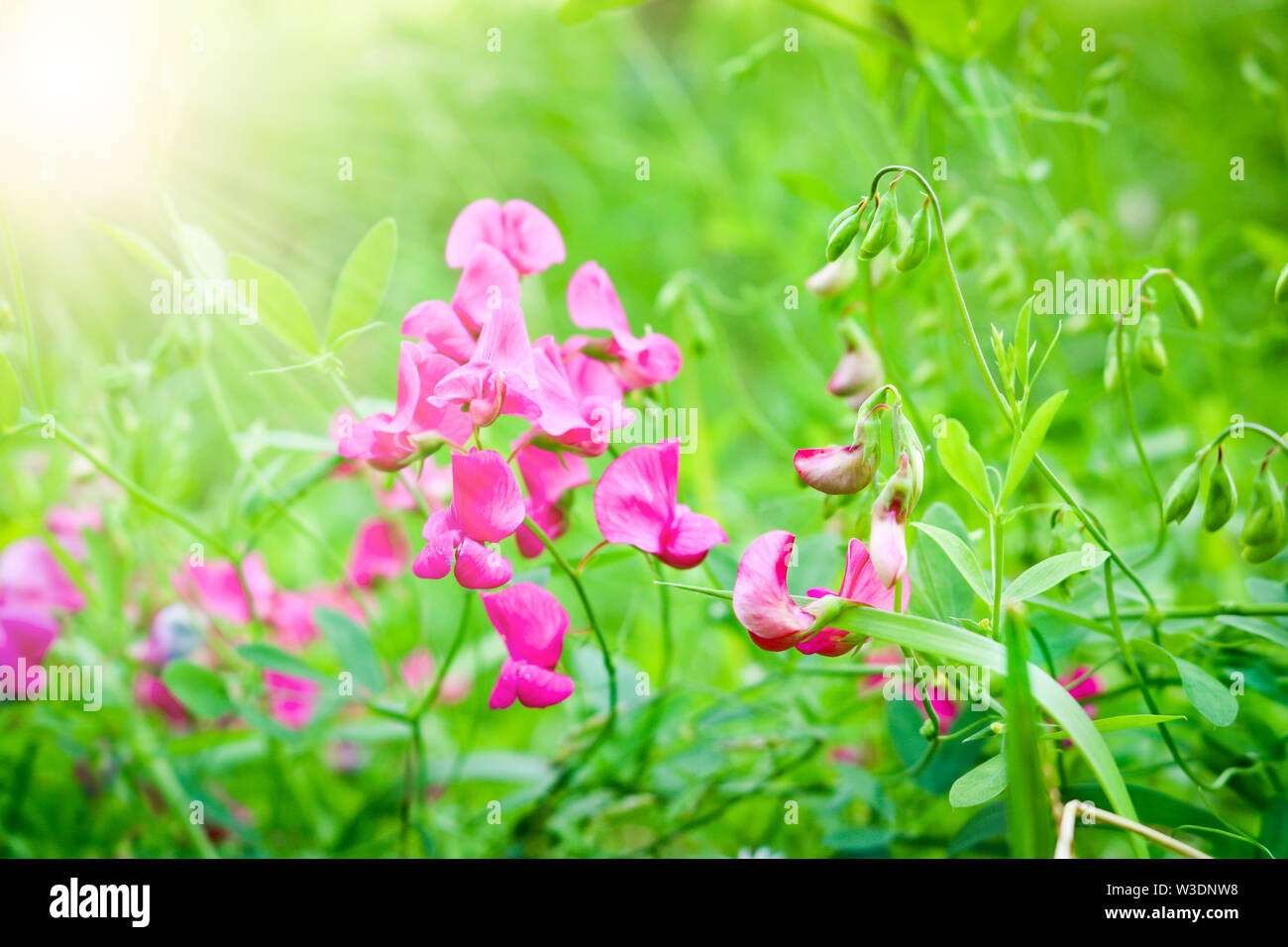 Brillante fiori lilla di piselli dolci in un prato su uno sfondo sfocato. Morbida messa a fuoco selettiva. Modello per la progettazione. Foto Stock