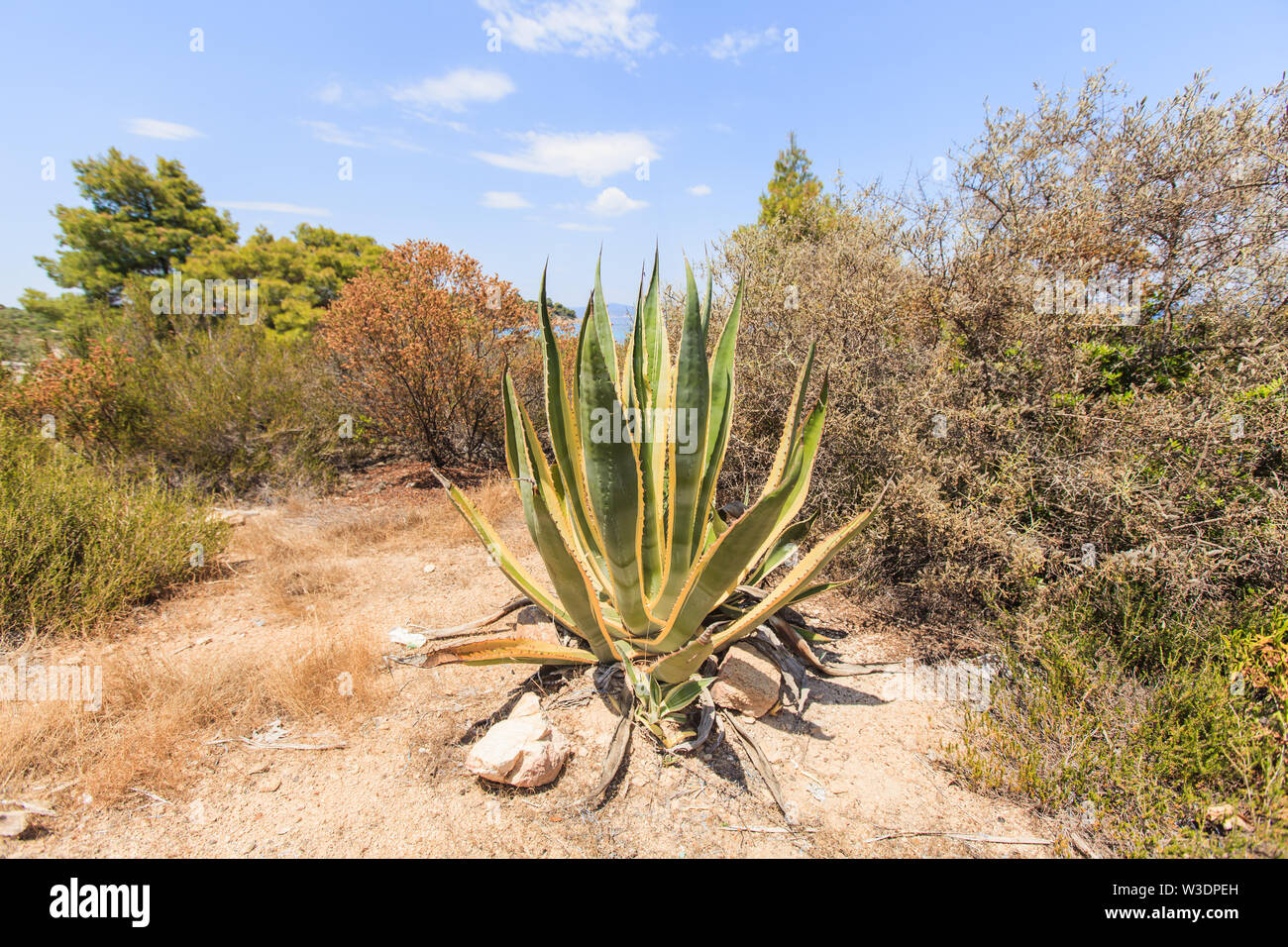 SUNPRAIRIE Pianta Artificiale Agave Grande – 86 Cm Con Vaso Nero – Verde Bosco E Giallo Per Esterno/Interno - 5