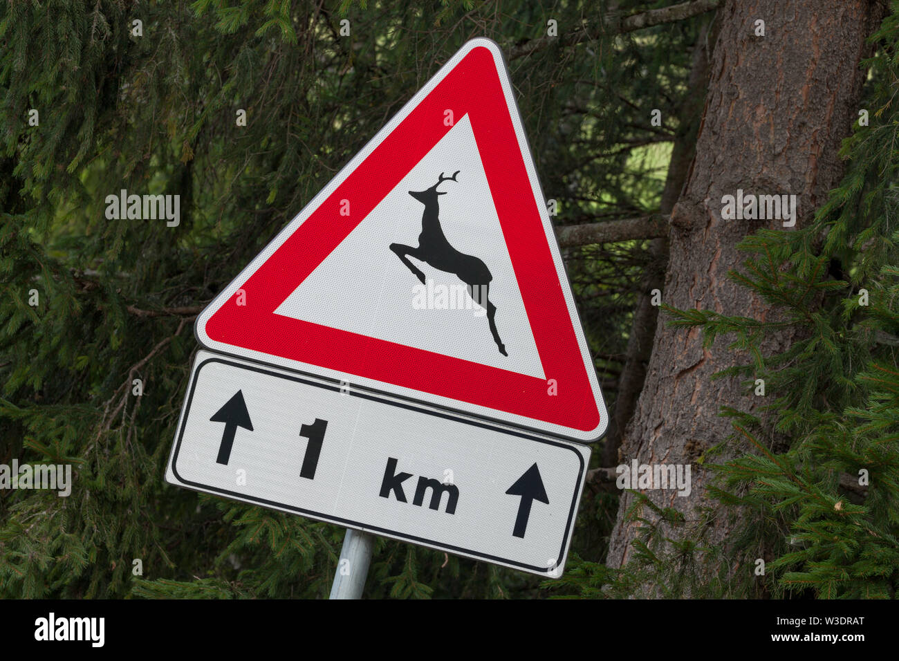 Avvertenza cartello stradale per la presenza di animali lungo un italiano  di strada di montagna Foto stock - Alamy