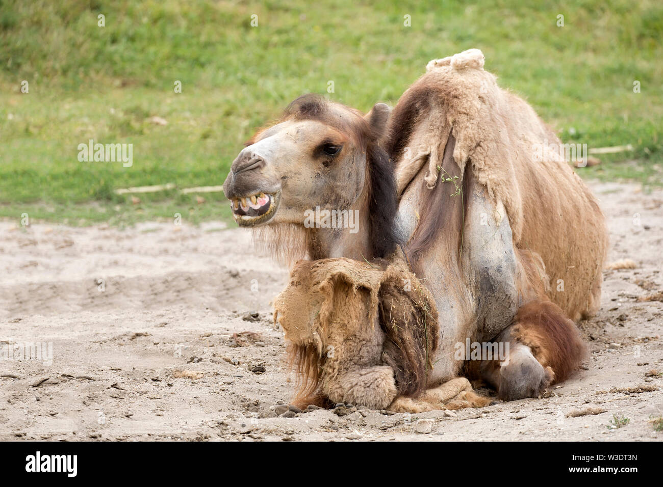 Camel in appoggio in una radura Foto Stock