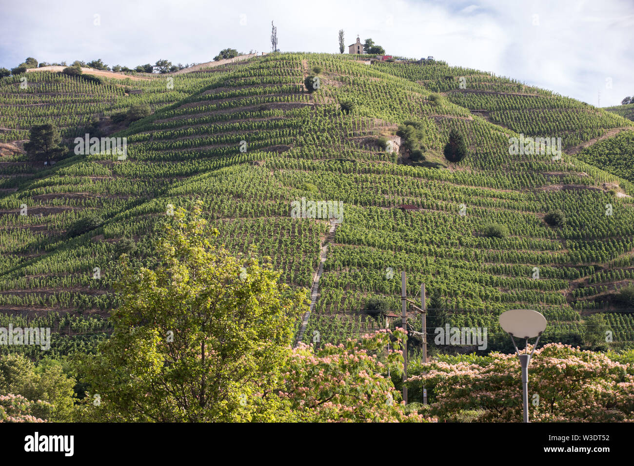 Vista del M. Chapoutier Crozes-Hermitage vigneti a Tain l'Hermitage, la valle del Rodano, Francia Foto Stock